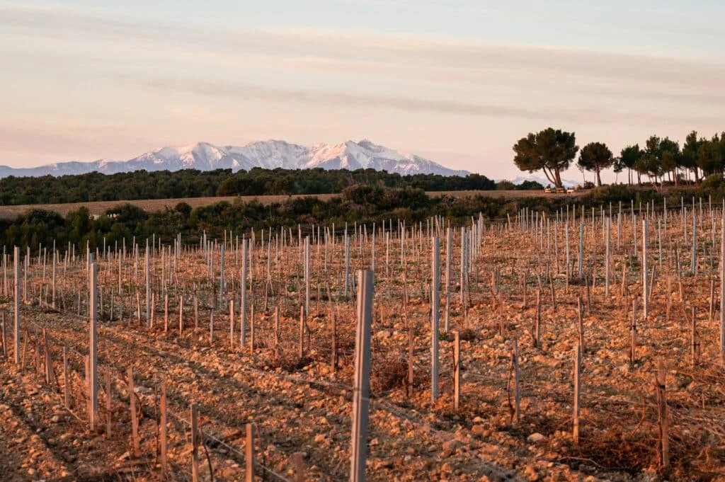 Les Vignobles du Rivesaltais