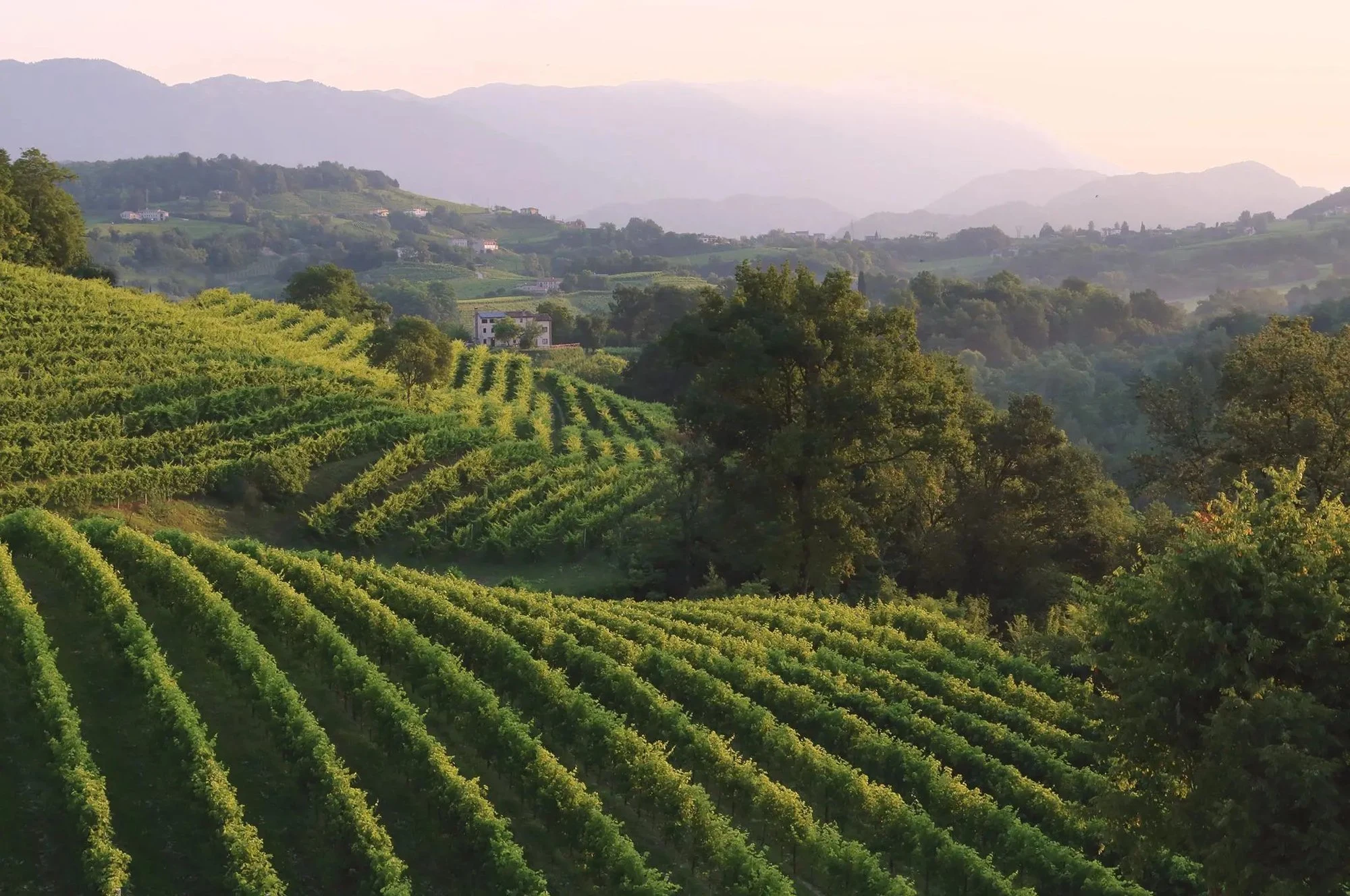 Cantina Bernardi