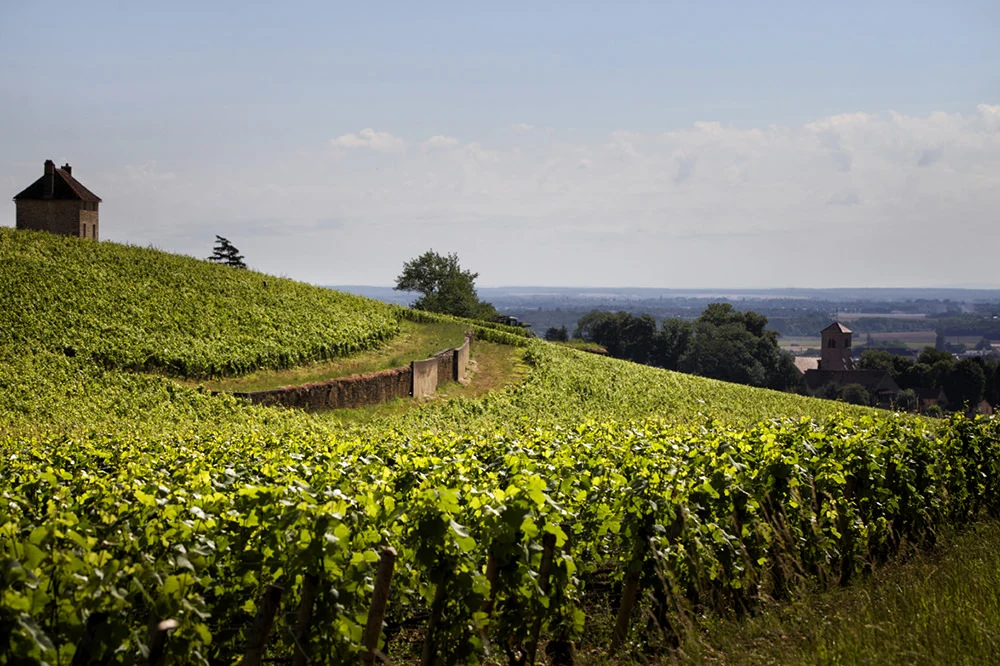 Domaine Denis Mortet