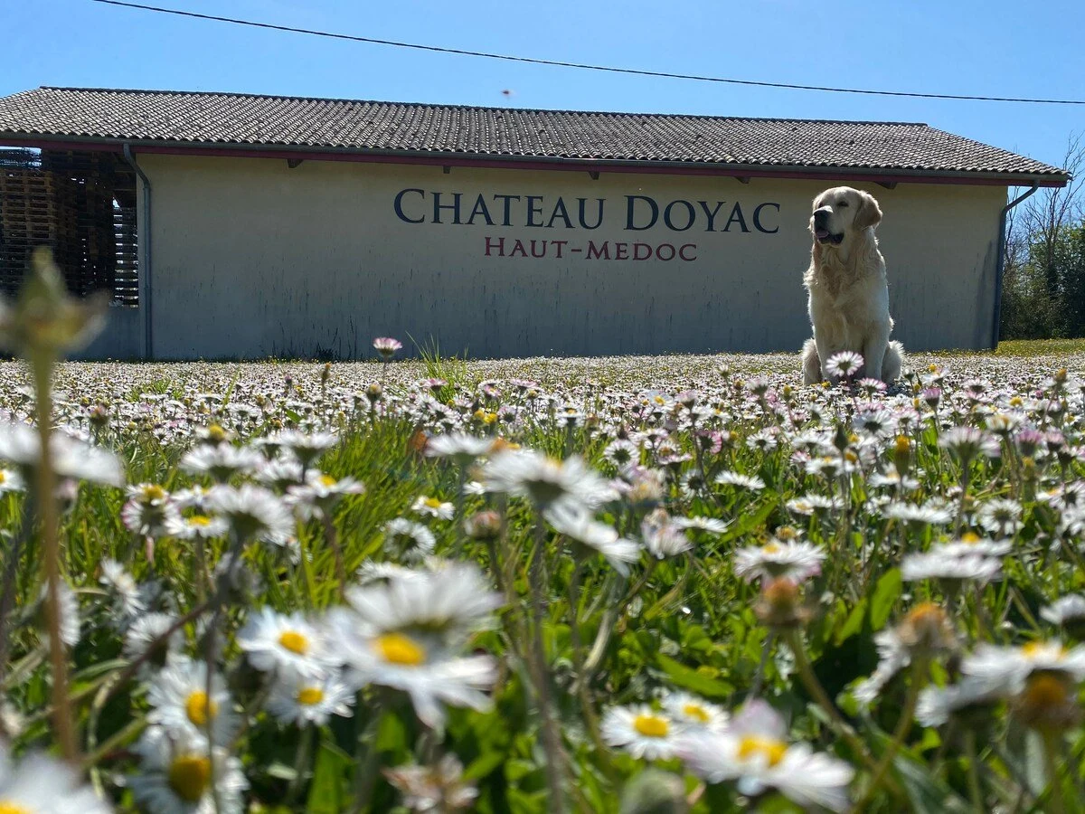 Château Doyac