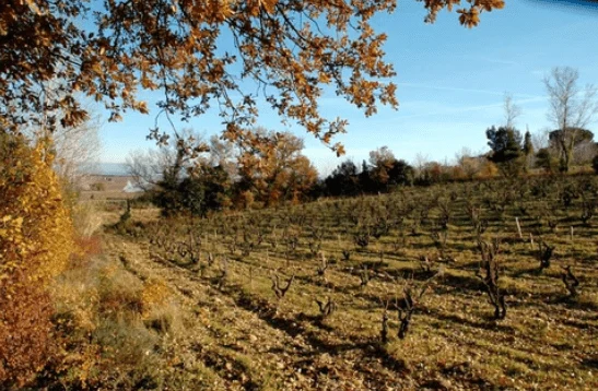 Domaine de la Vieille Julienne