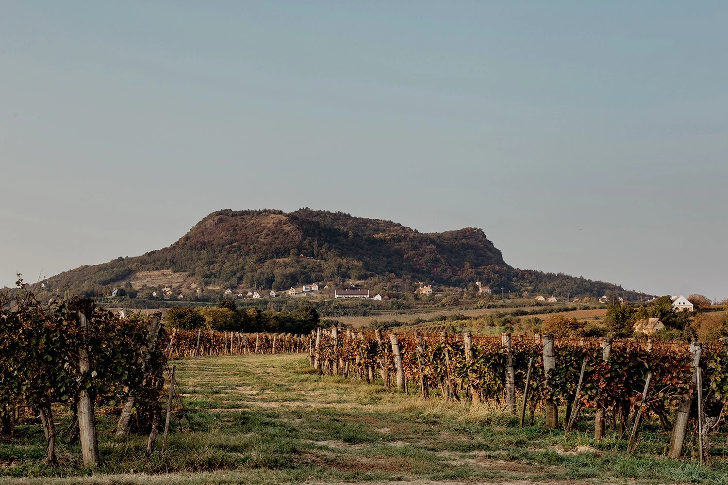 Gilvesy Winery