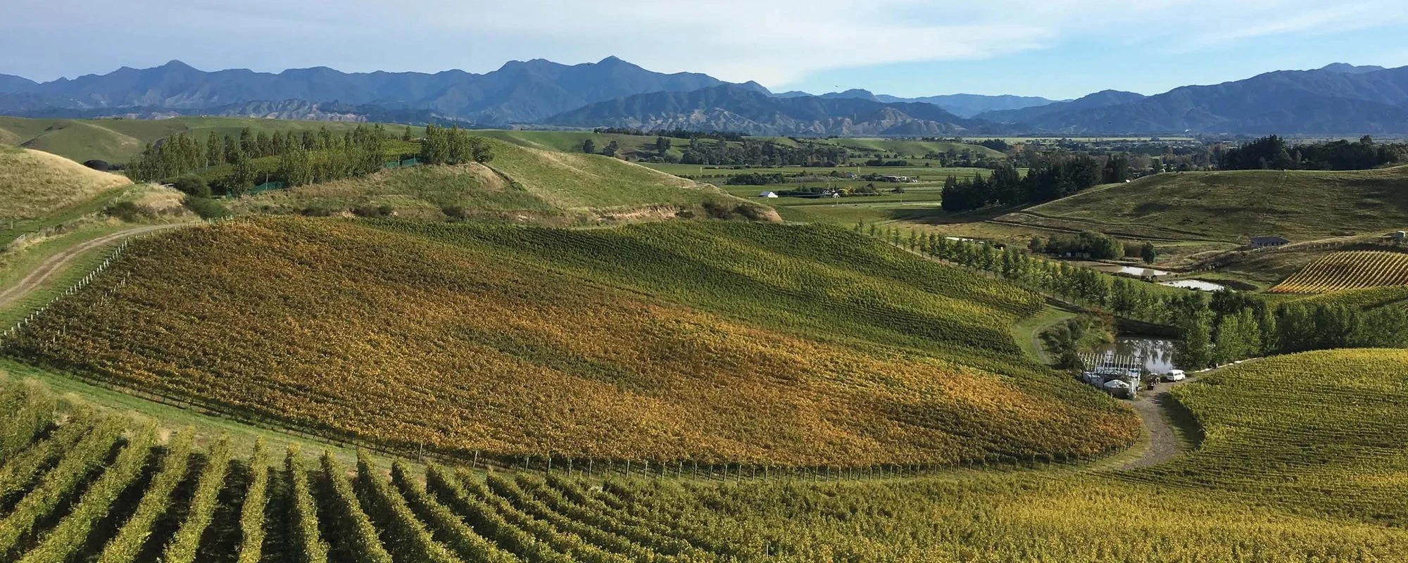 Blank Canvas Wines