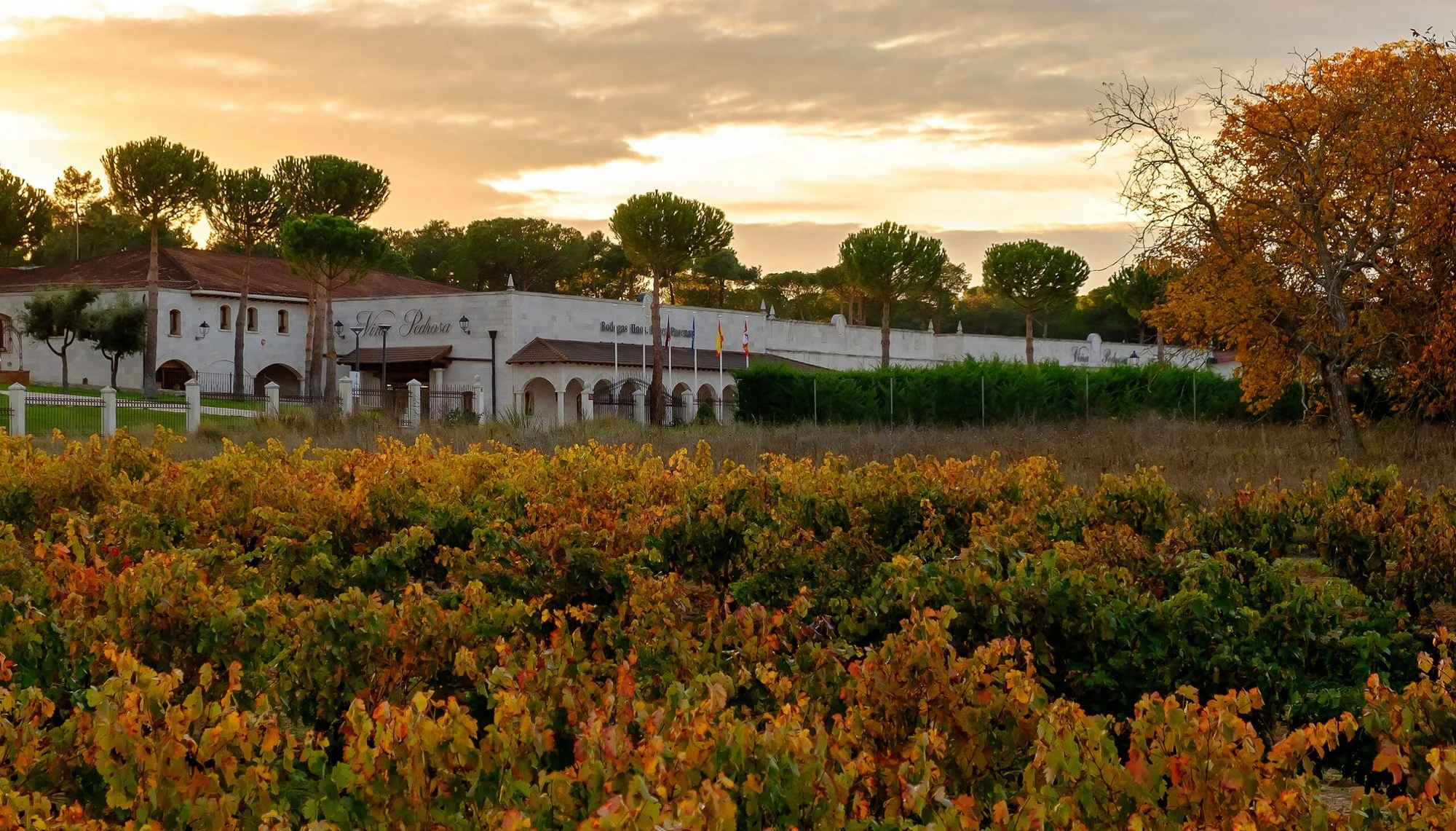 Bodegas Hnos. Pérez Pascuas