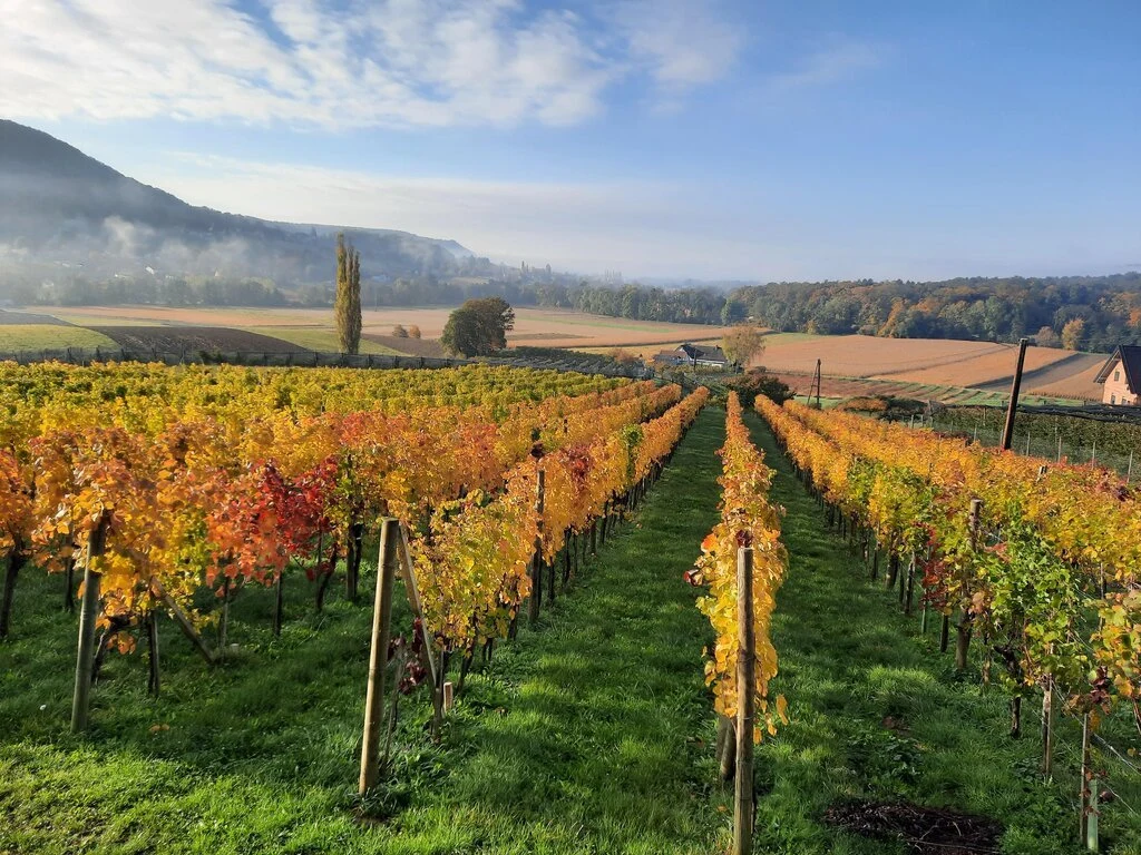 Weinhof Thurner-Seebacher