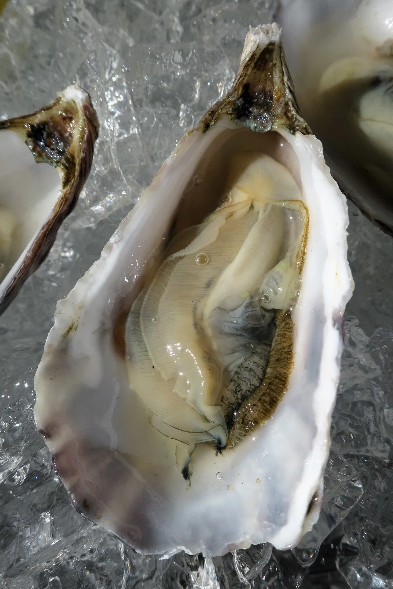 Hog Island Oyster presentation at a farm-to-table dinner