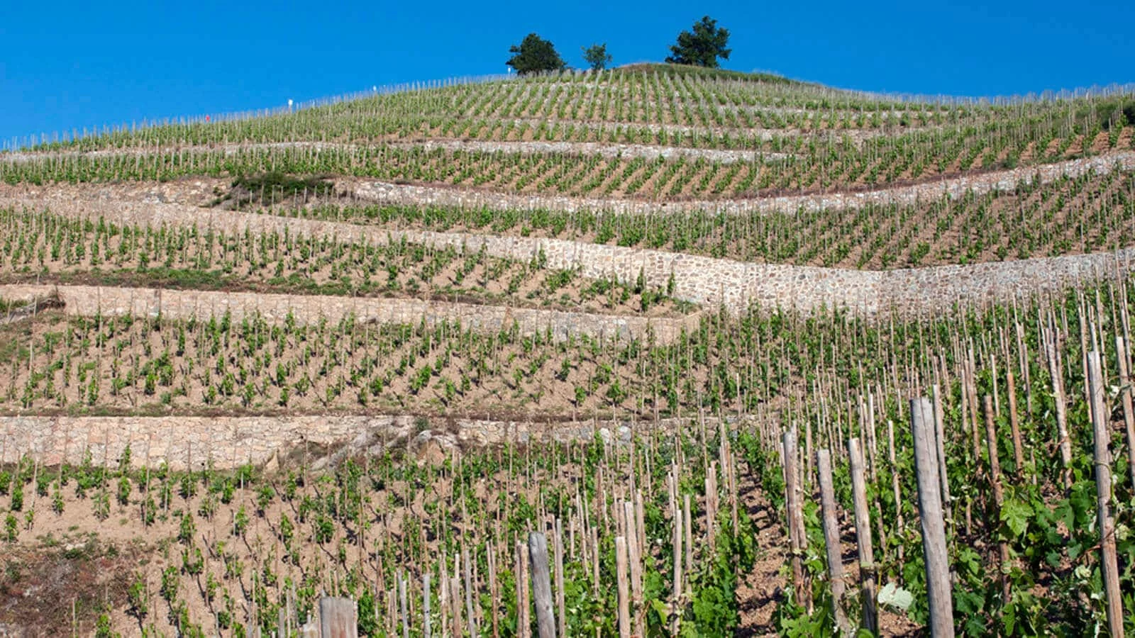 Domaine Jean-Louis Chave