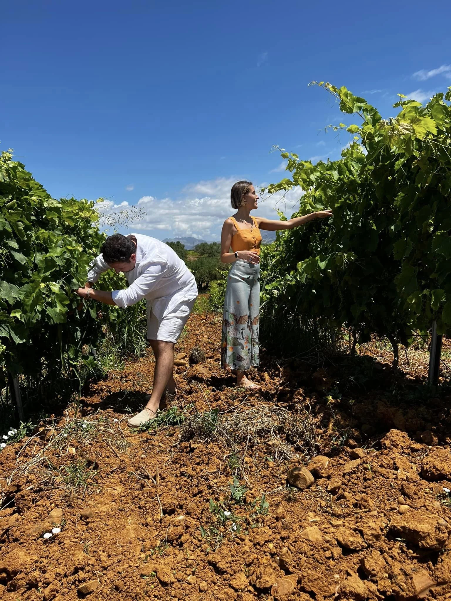 Azienda Vitivinicola Tola