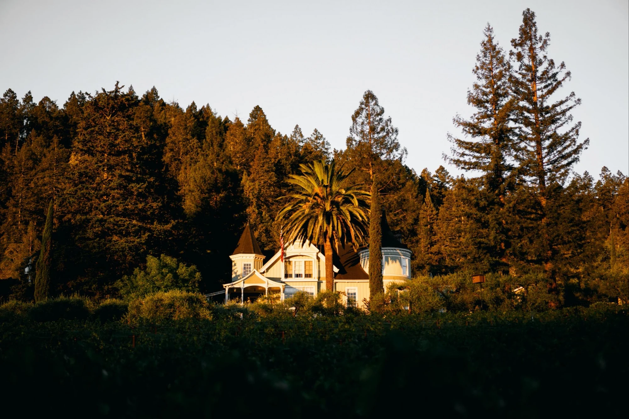 Grace Family Vineyard