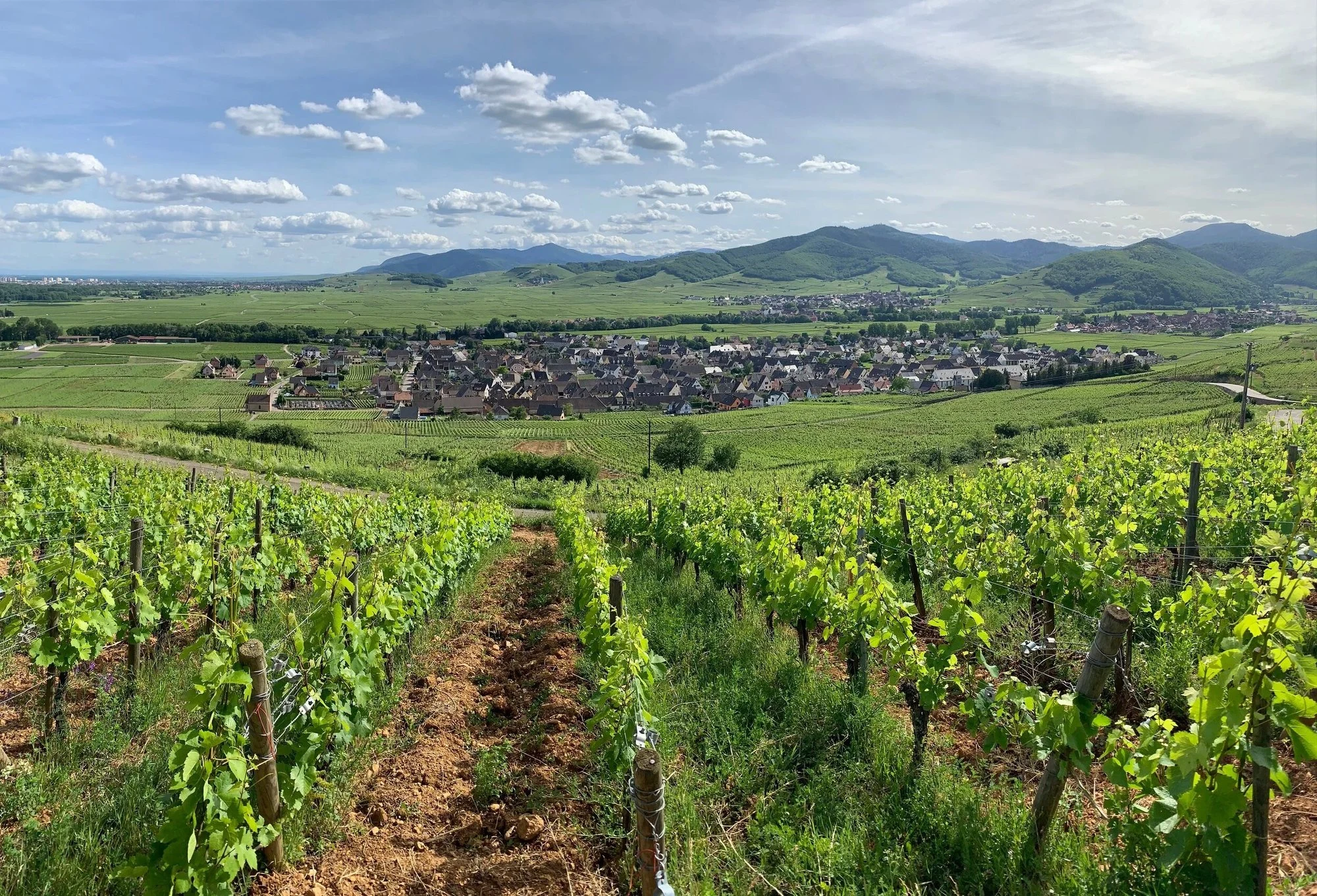 Domaine Marcel Deiss