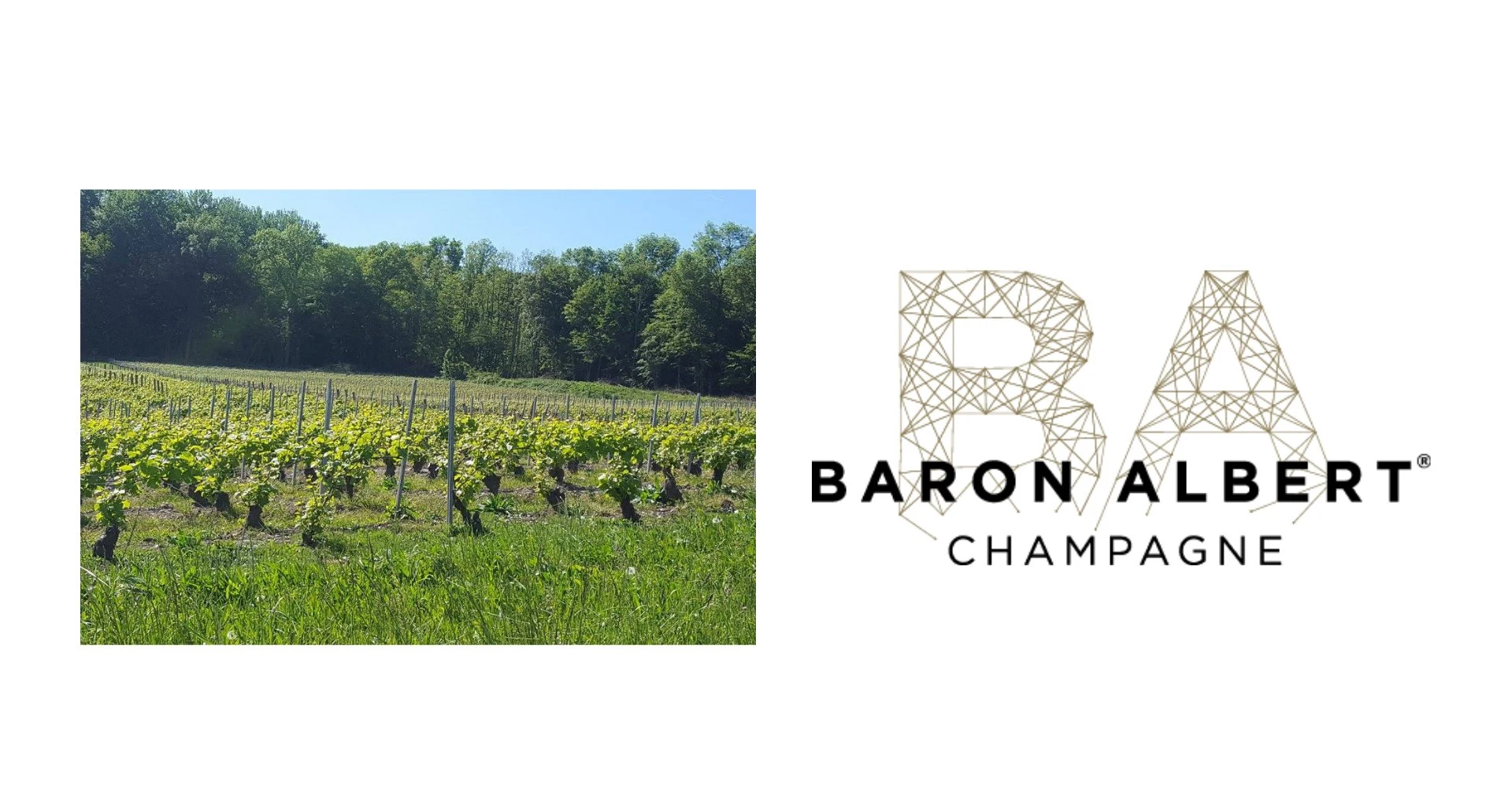 Champagne Baron Albert