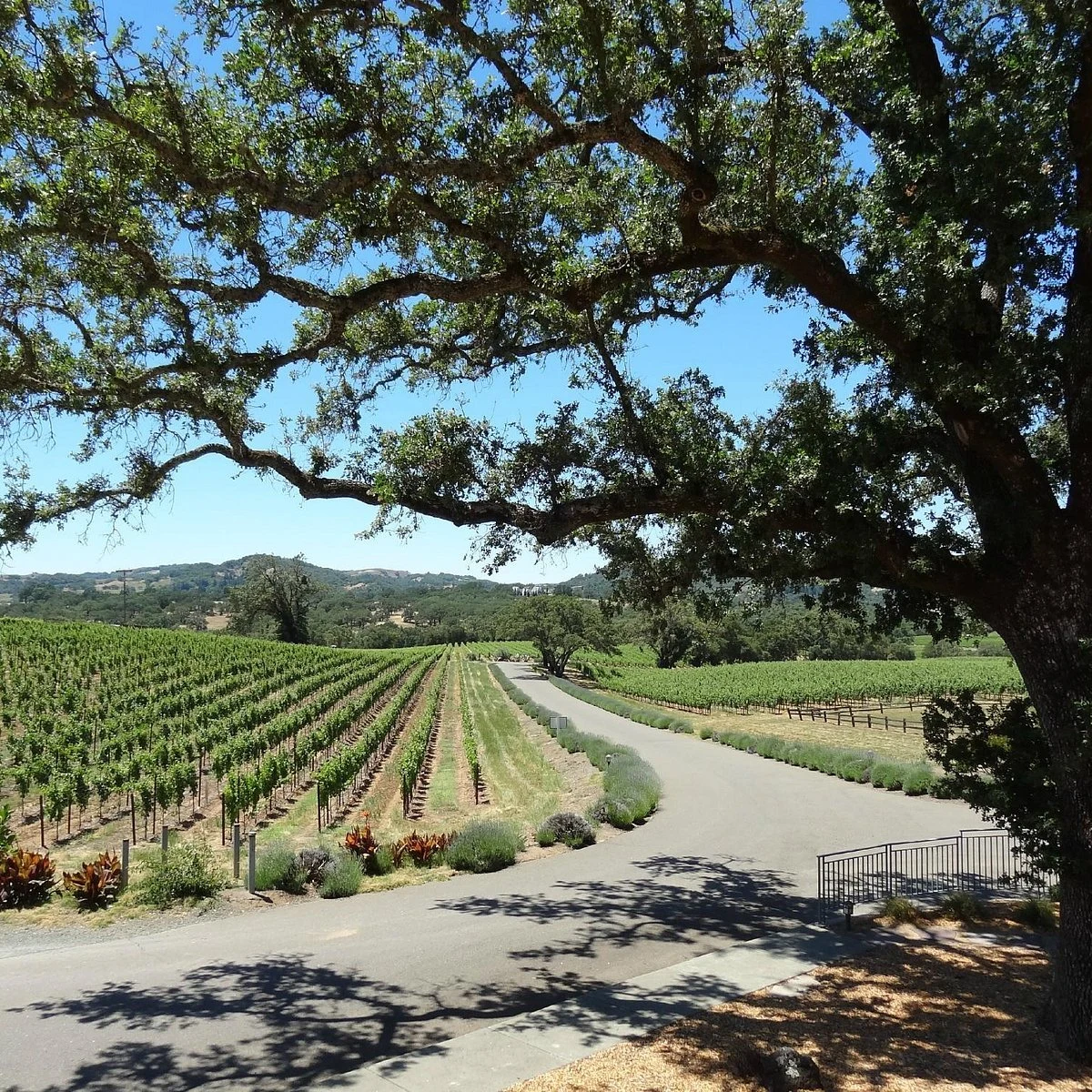 Hanna Winery