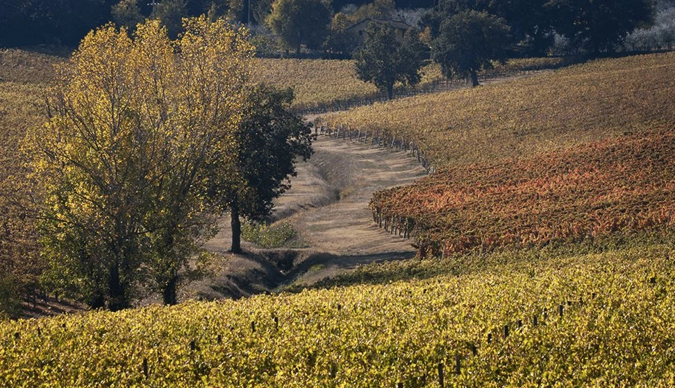 Tenuta Alzatura