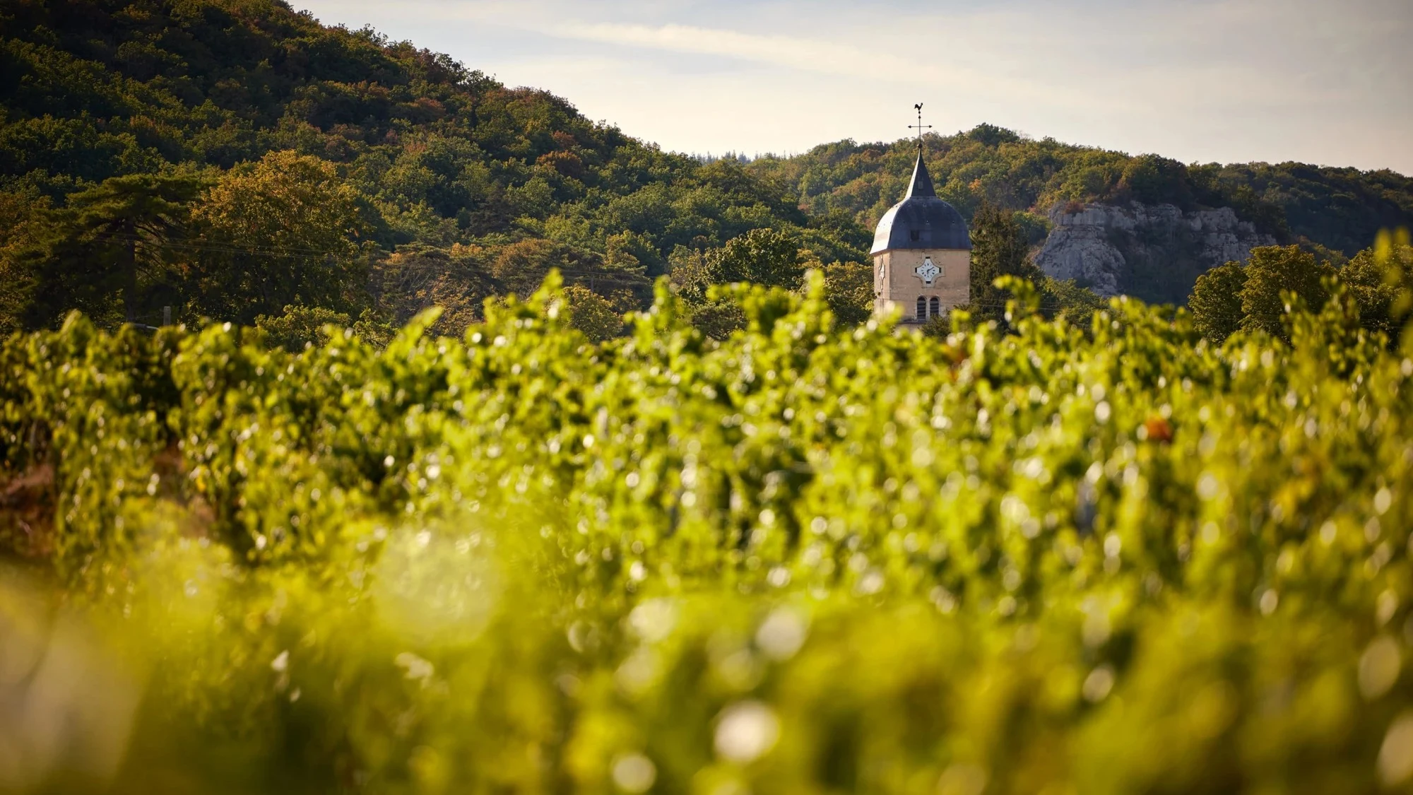 Domaine Georges Roumier
