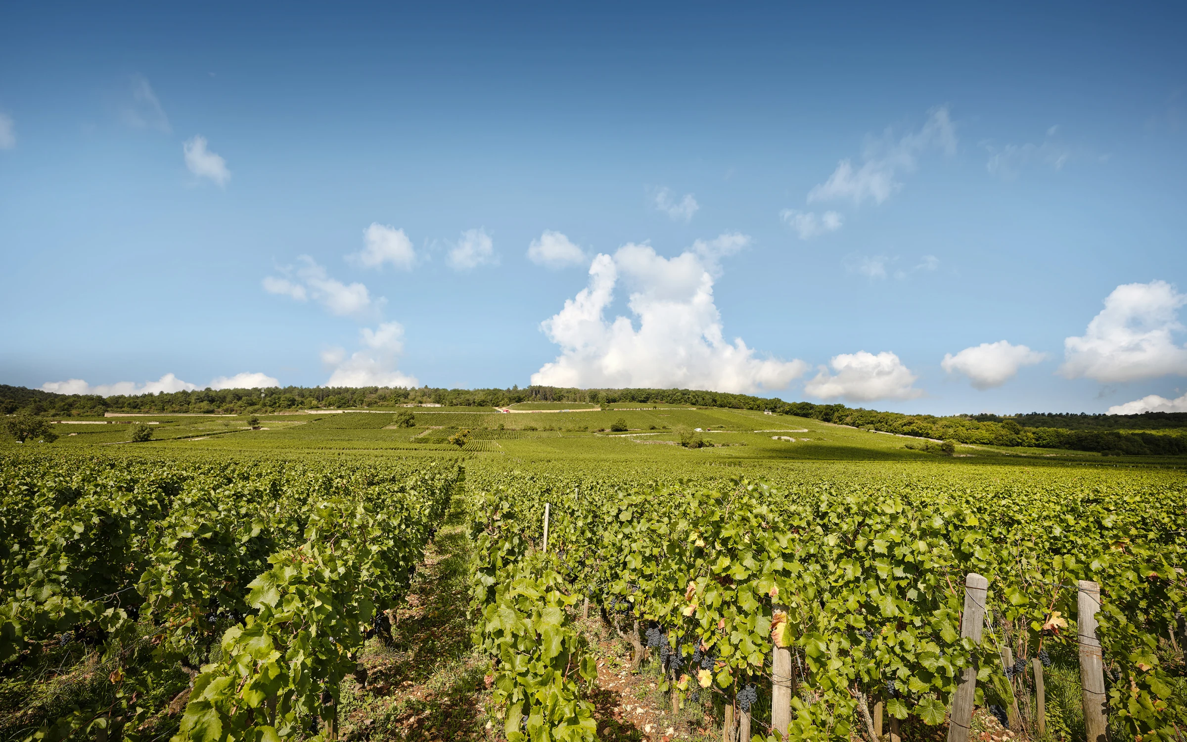 Domaine Arlaud