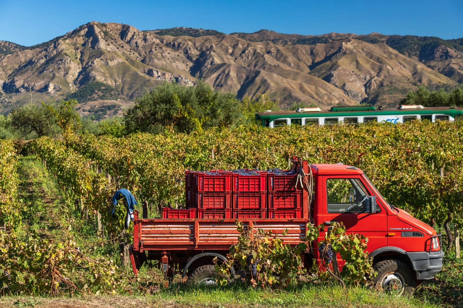 Azienda Agricola Cenetae