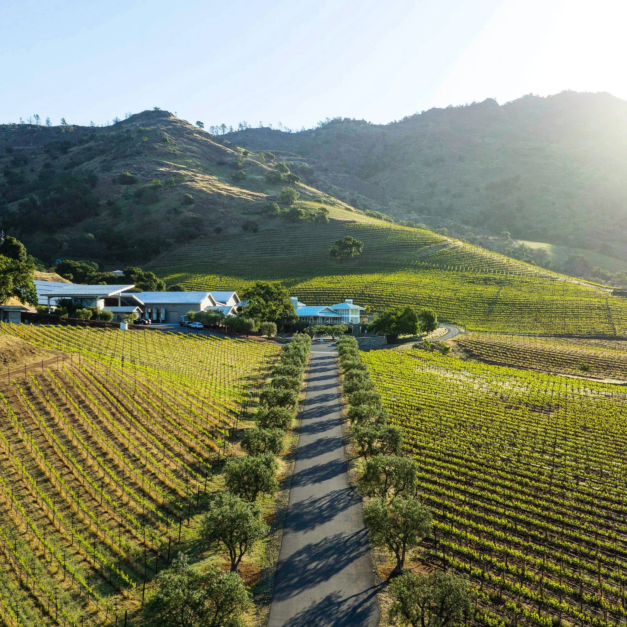 Morisoli Vineyard