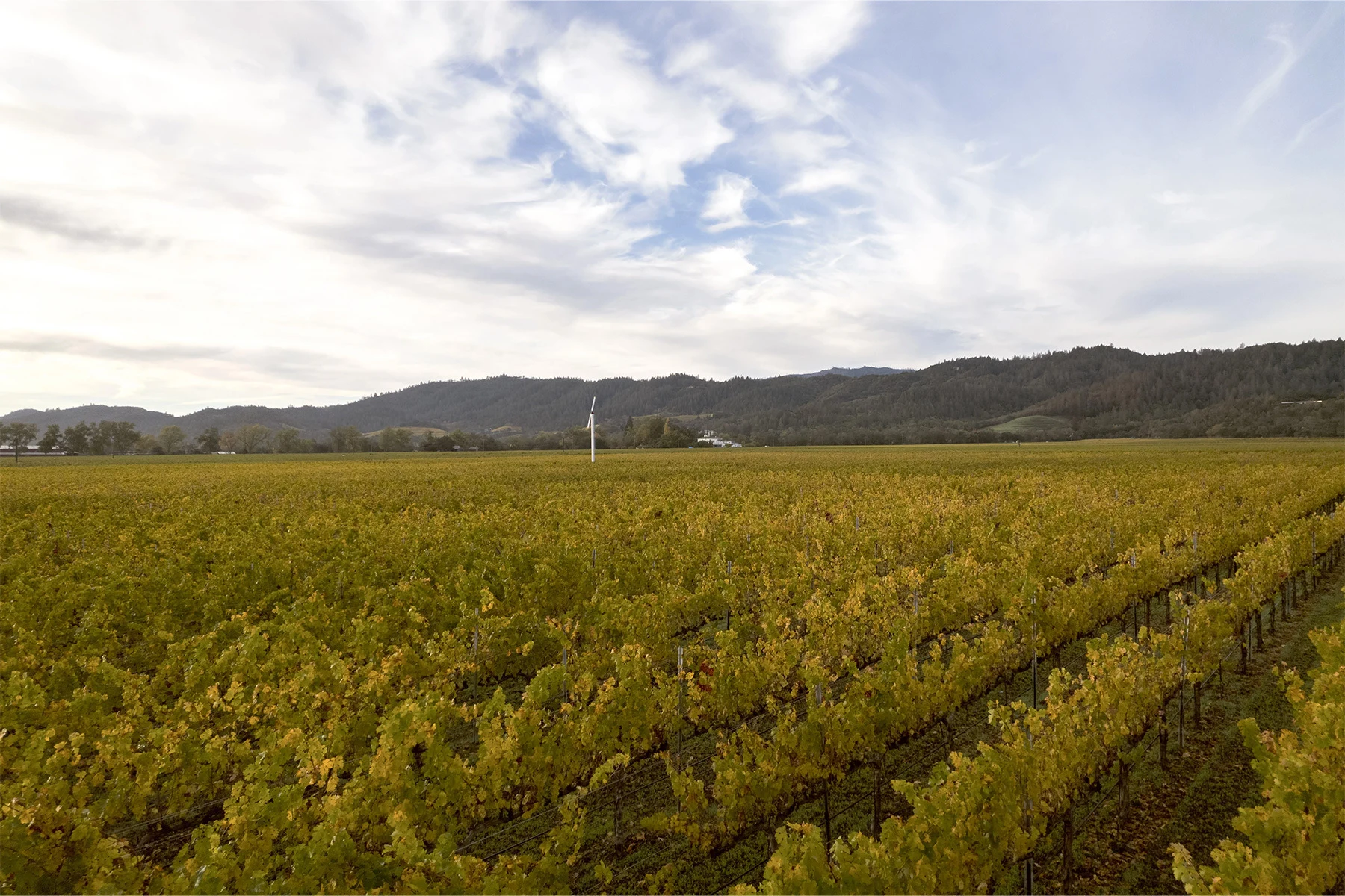 Robert Mondavi Winery