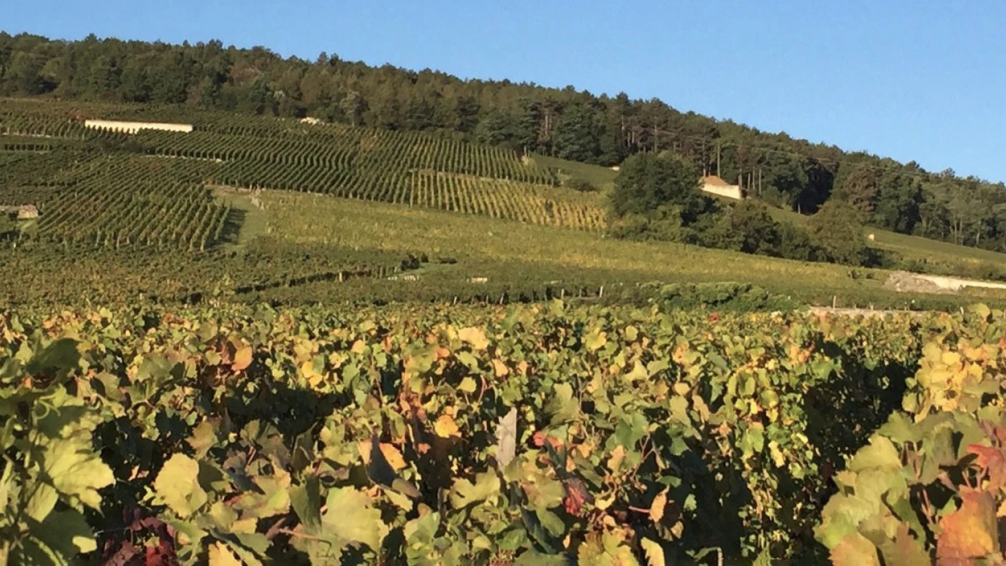 Domaine Emmanuel Rouget