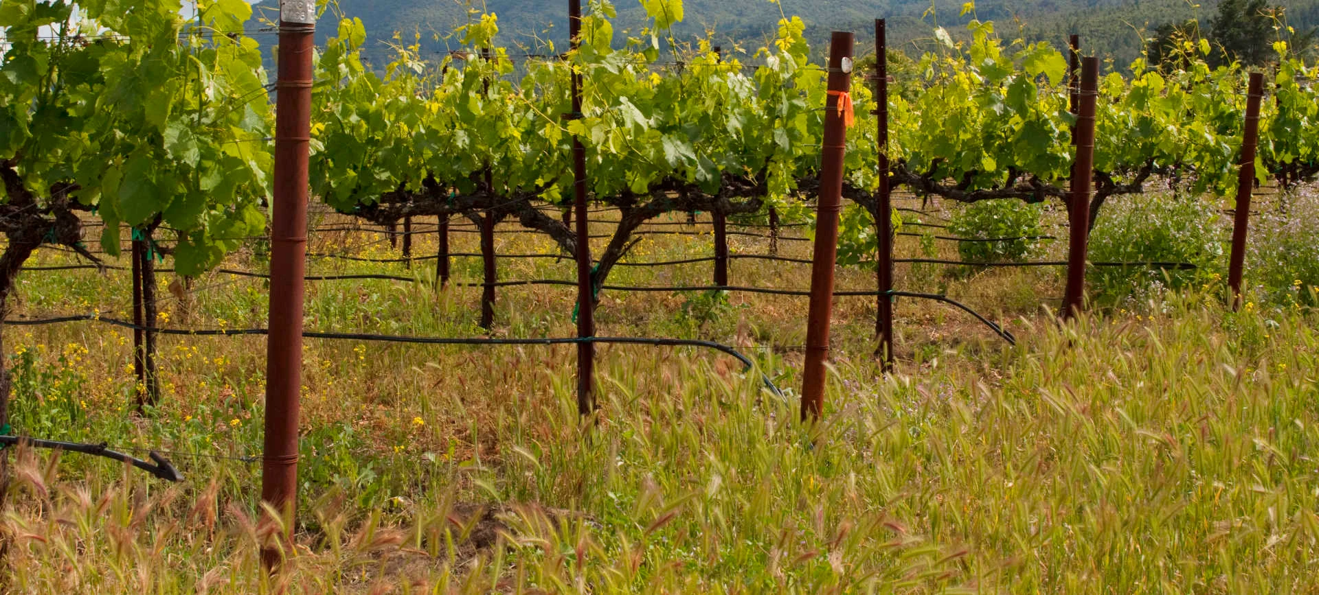 Domaine de la Solitude