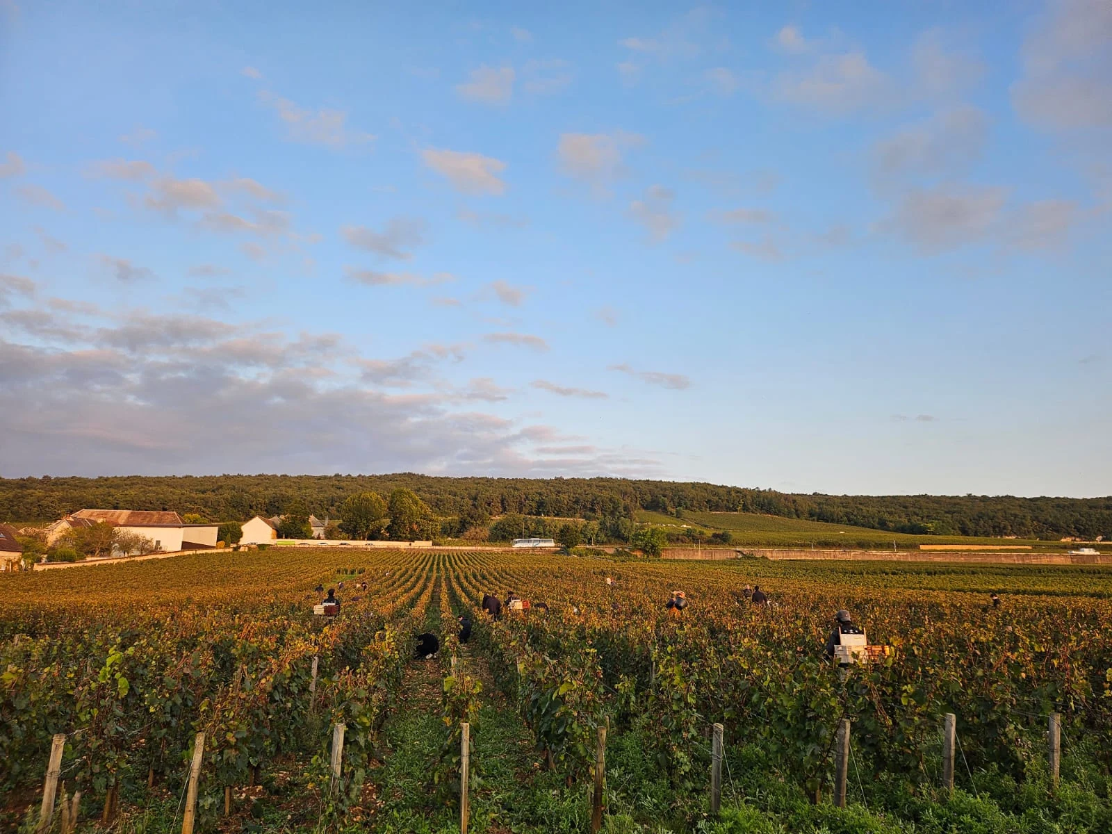 Domaine du Comte Liger-Belair