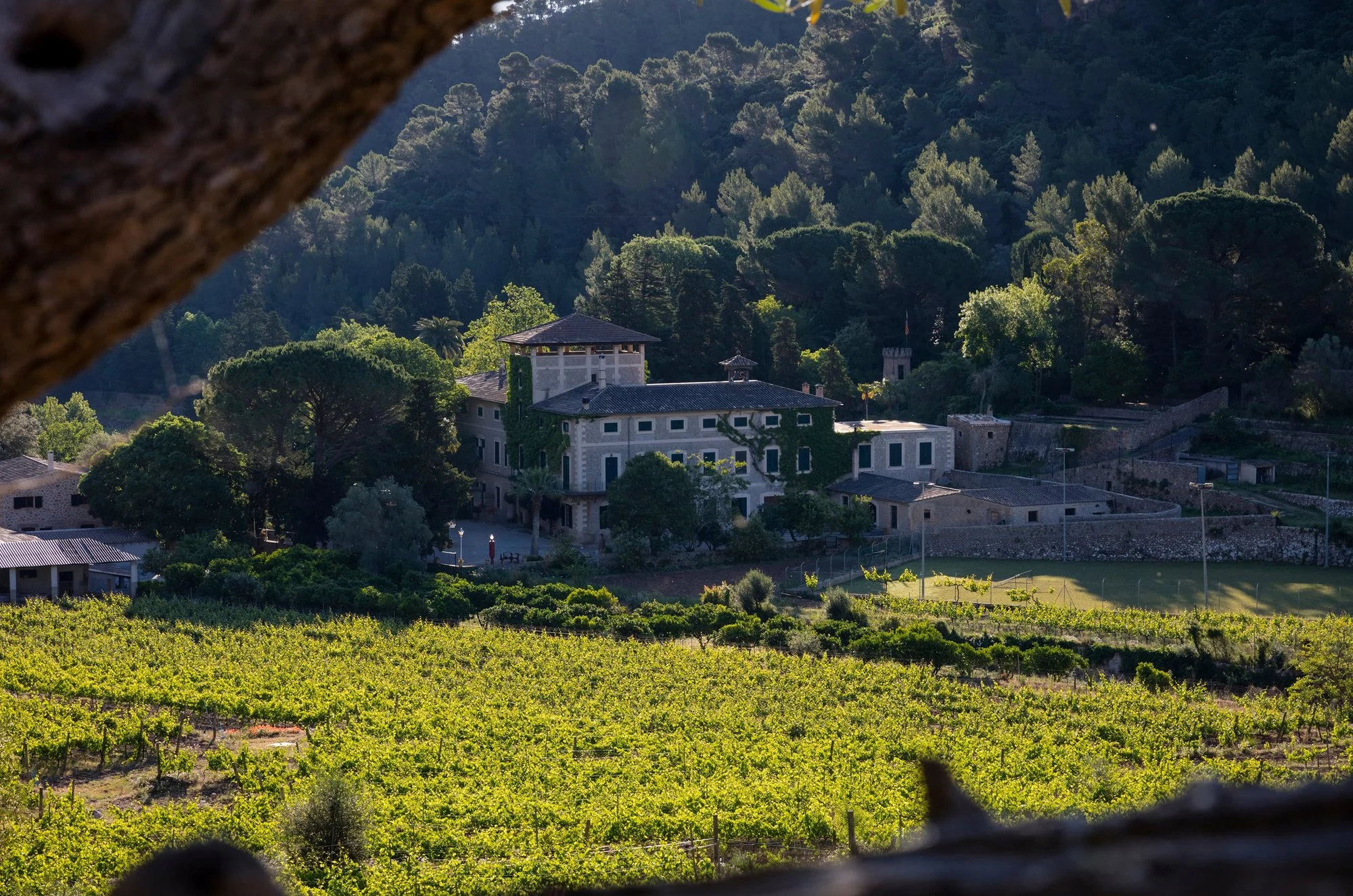 Bodega Son Vich de Superna