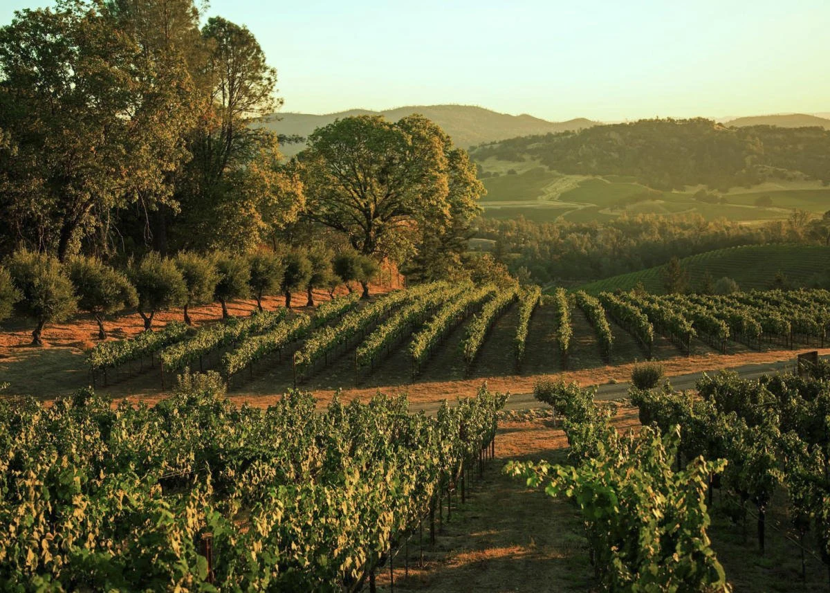 Amici Cellars