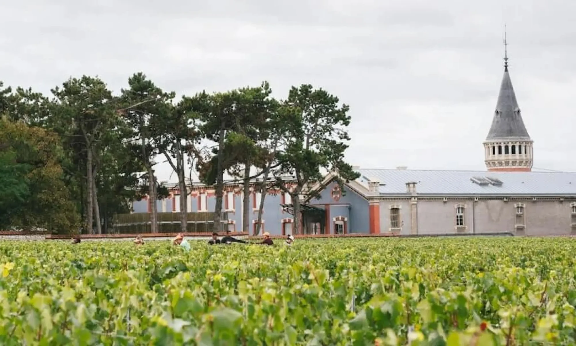Champagne Jacquart