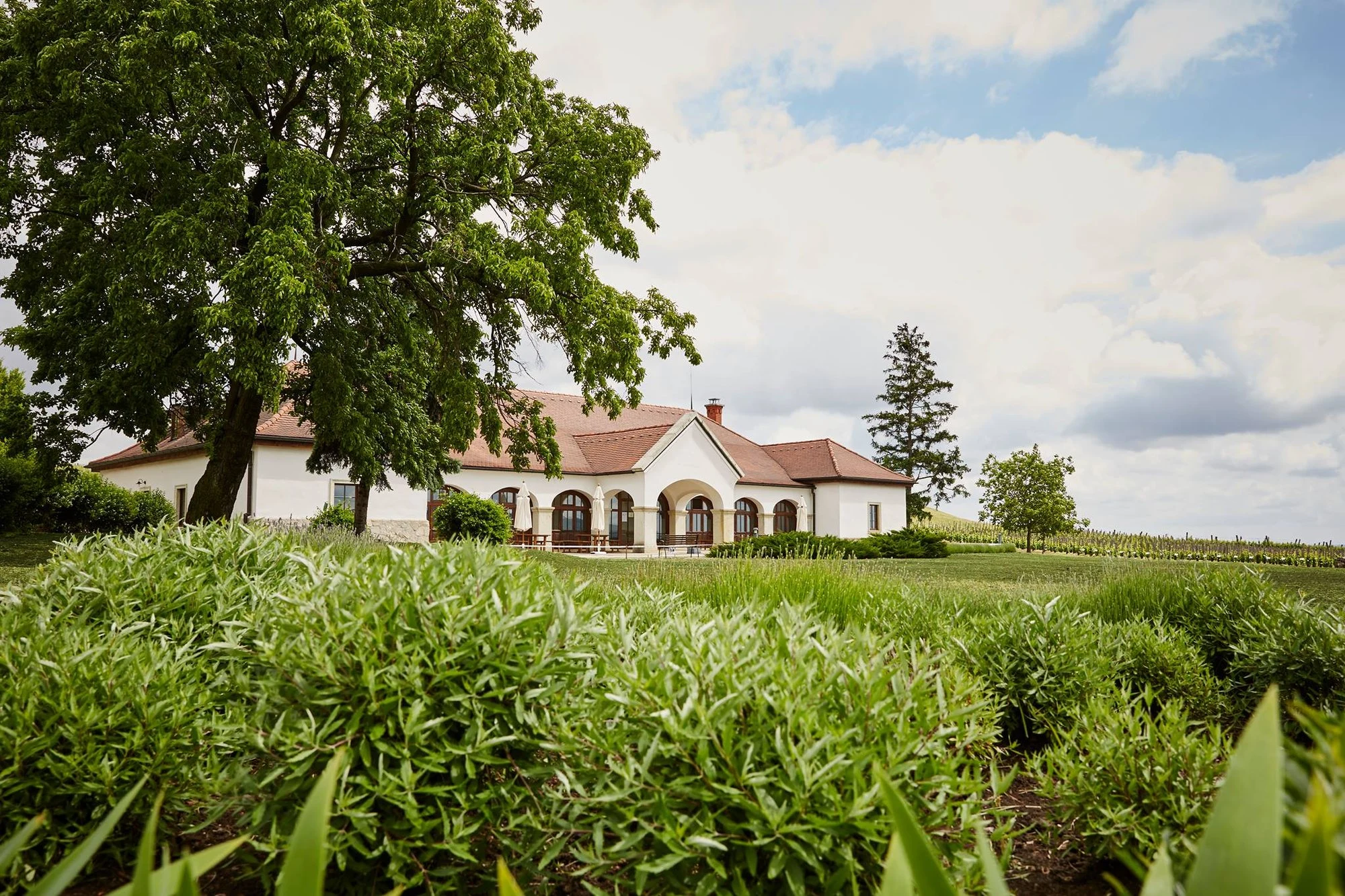Patricius Winery