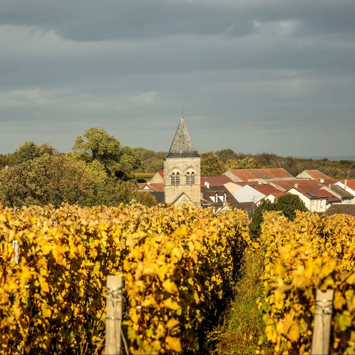 Champagne Jacques Picard