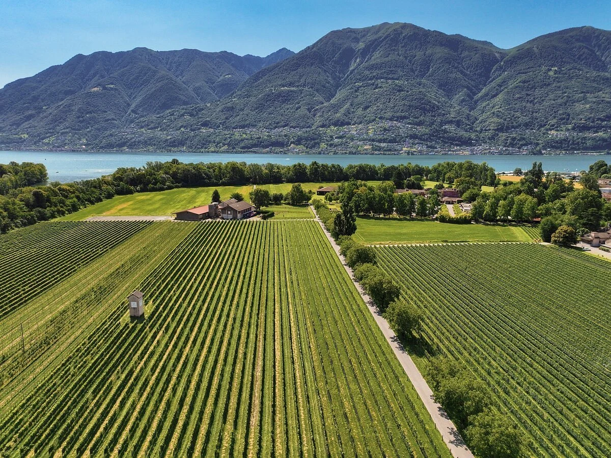 Cantina alla Maggia