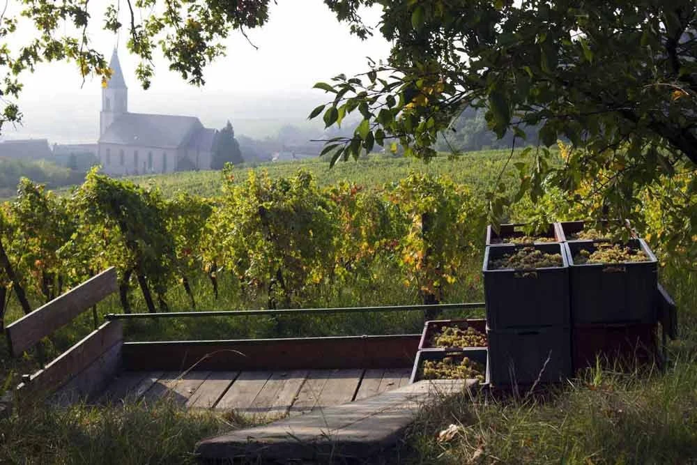 Domaine Ostertag