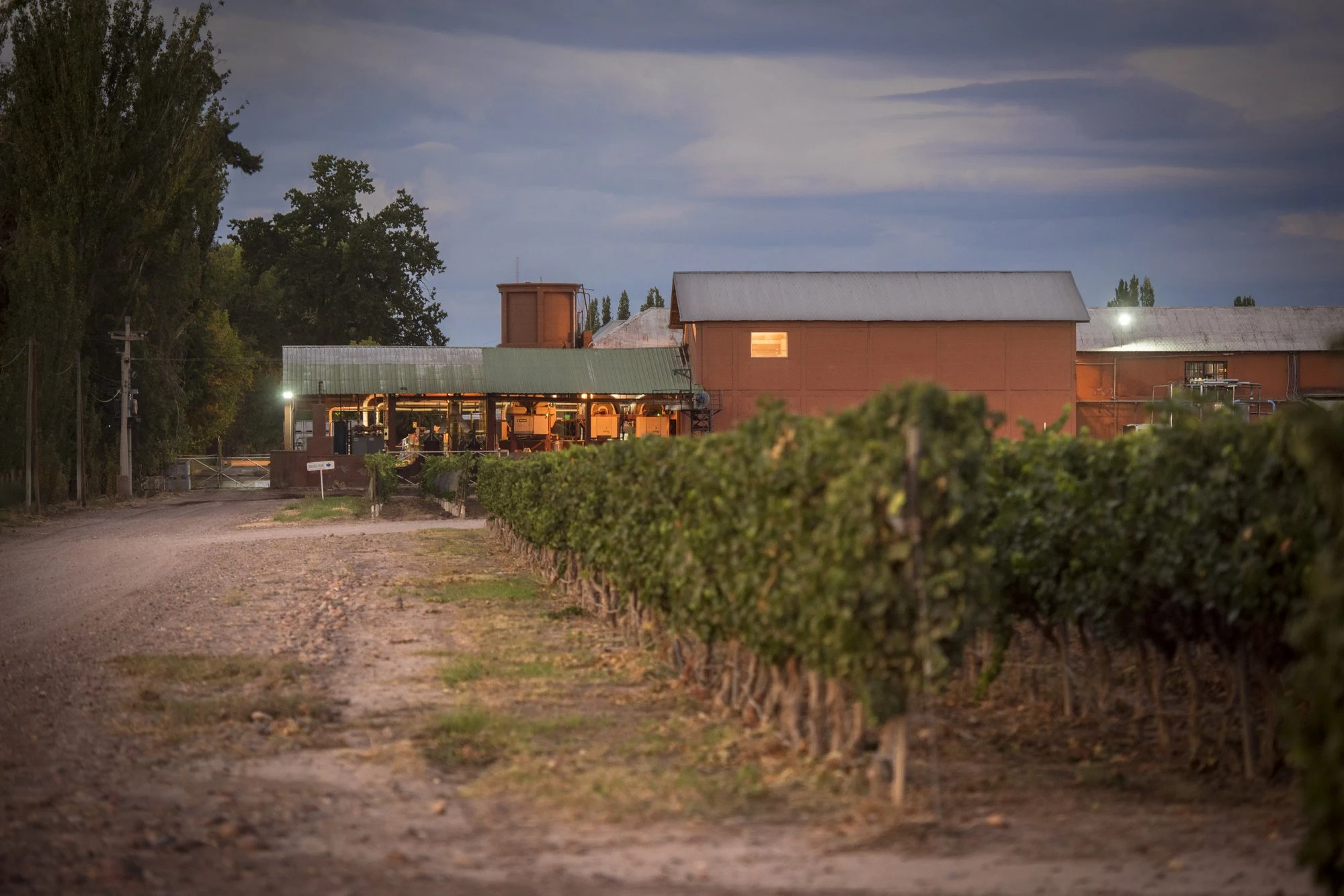 Bodegas y Viñedos Pascual Toso