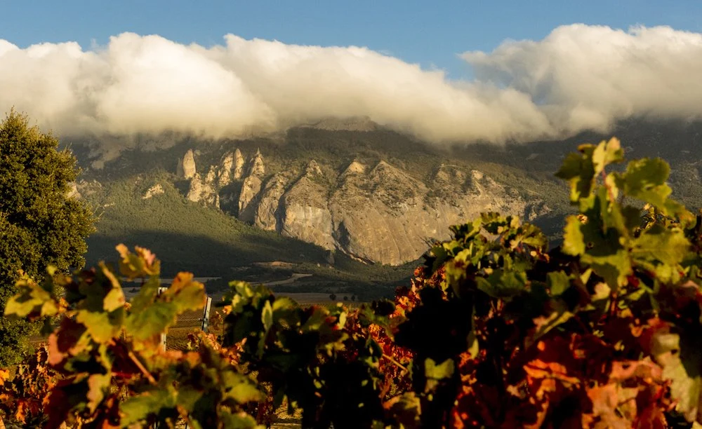 Bodegas Heredad de Baroja