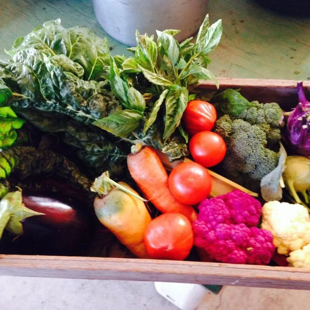 Tierra Vegetables produce producer, workshop, farm, or product
