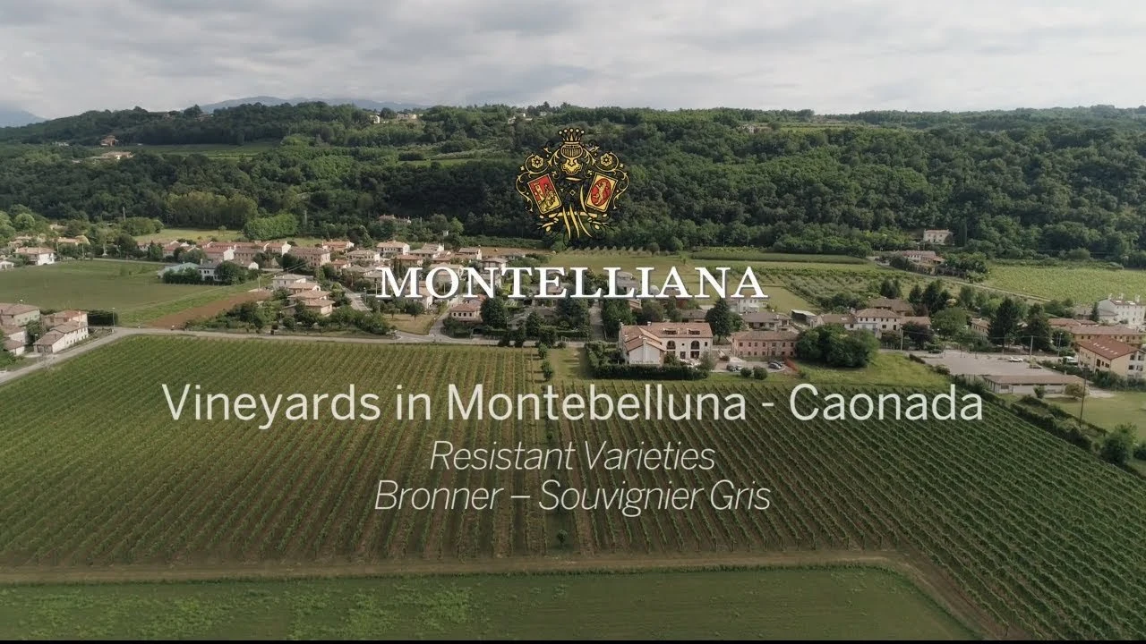 Cantina Montelliana e dei Colli Asolani