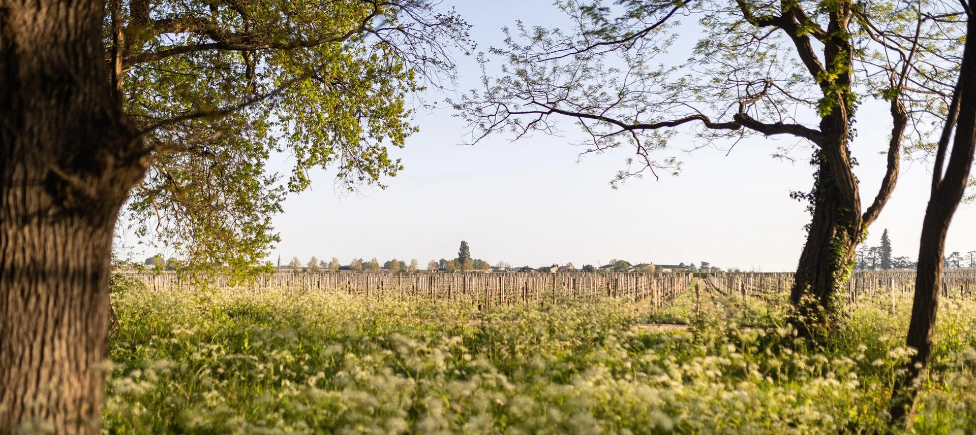 Chateau Haut Rocher