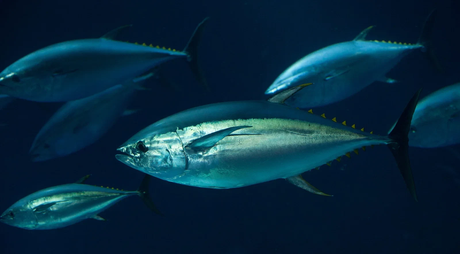Walker Seafoods Australia producer profile