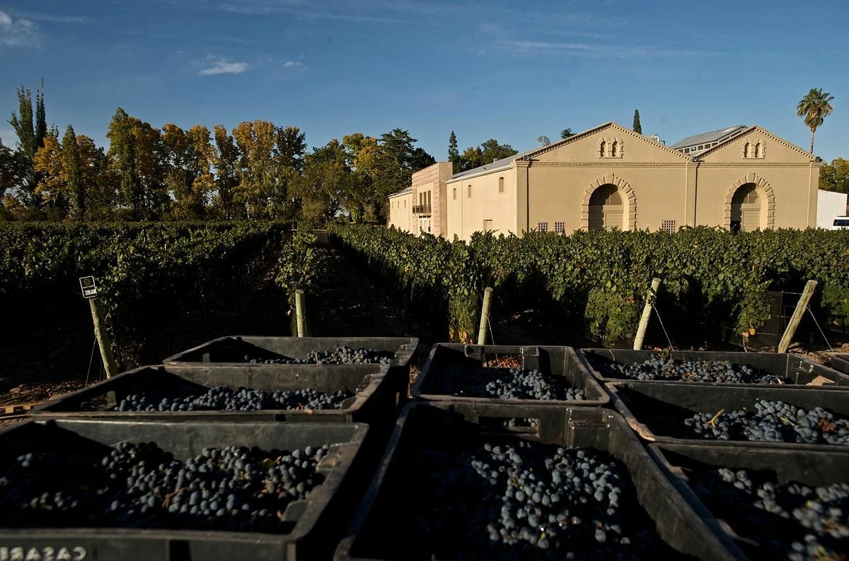 Bodega Casarena