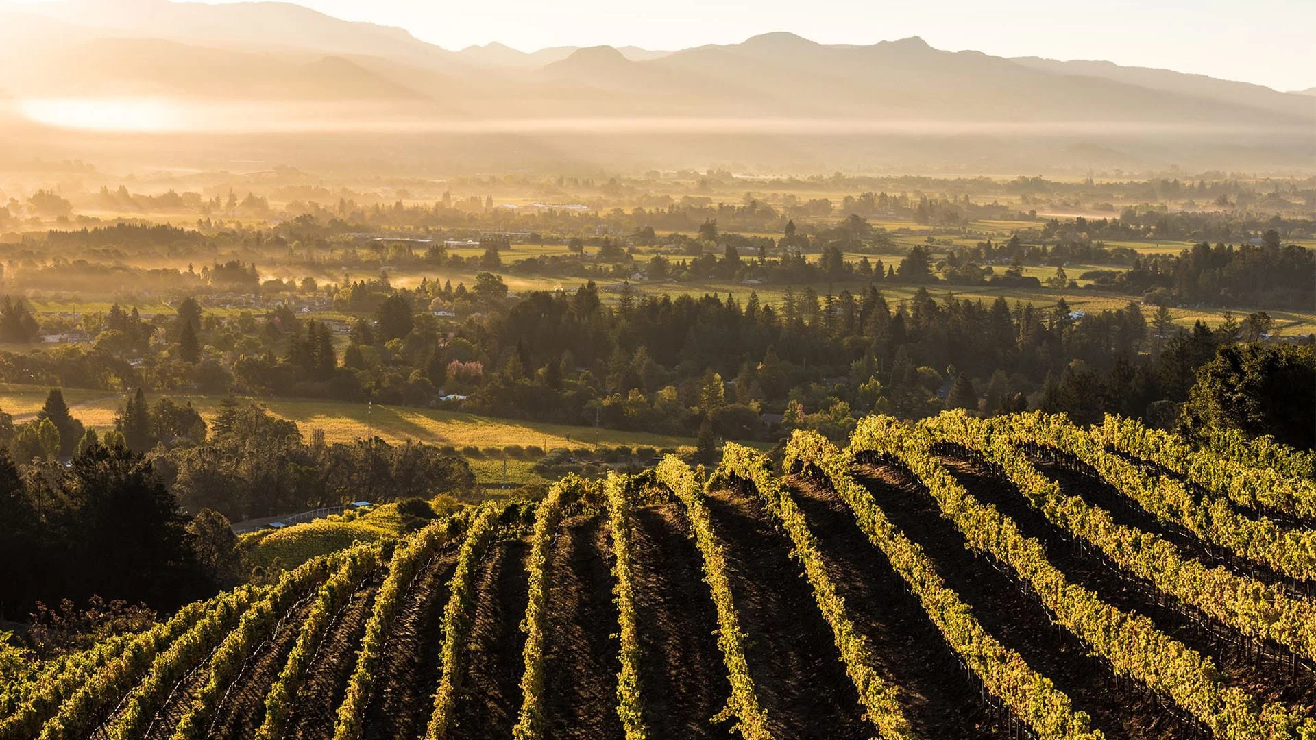 Newton Vineyard