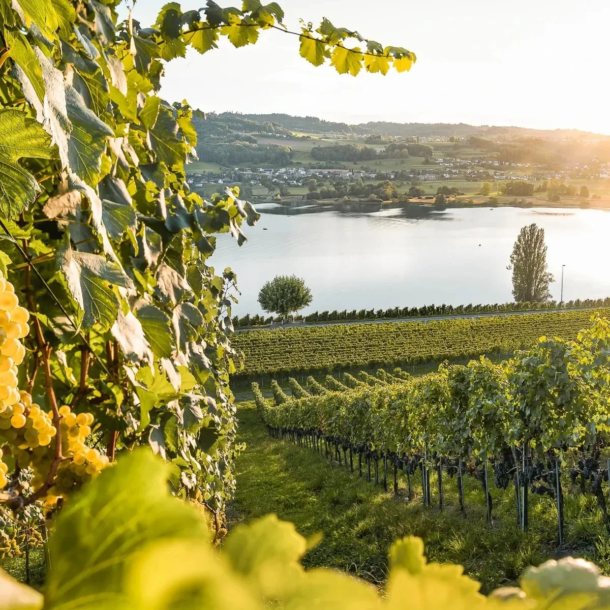 Besserstein Wein