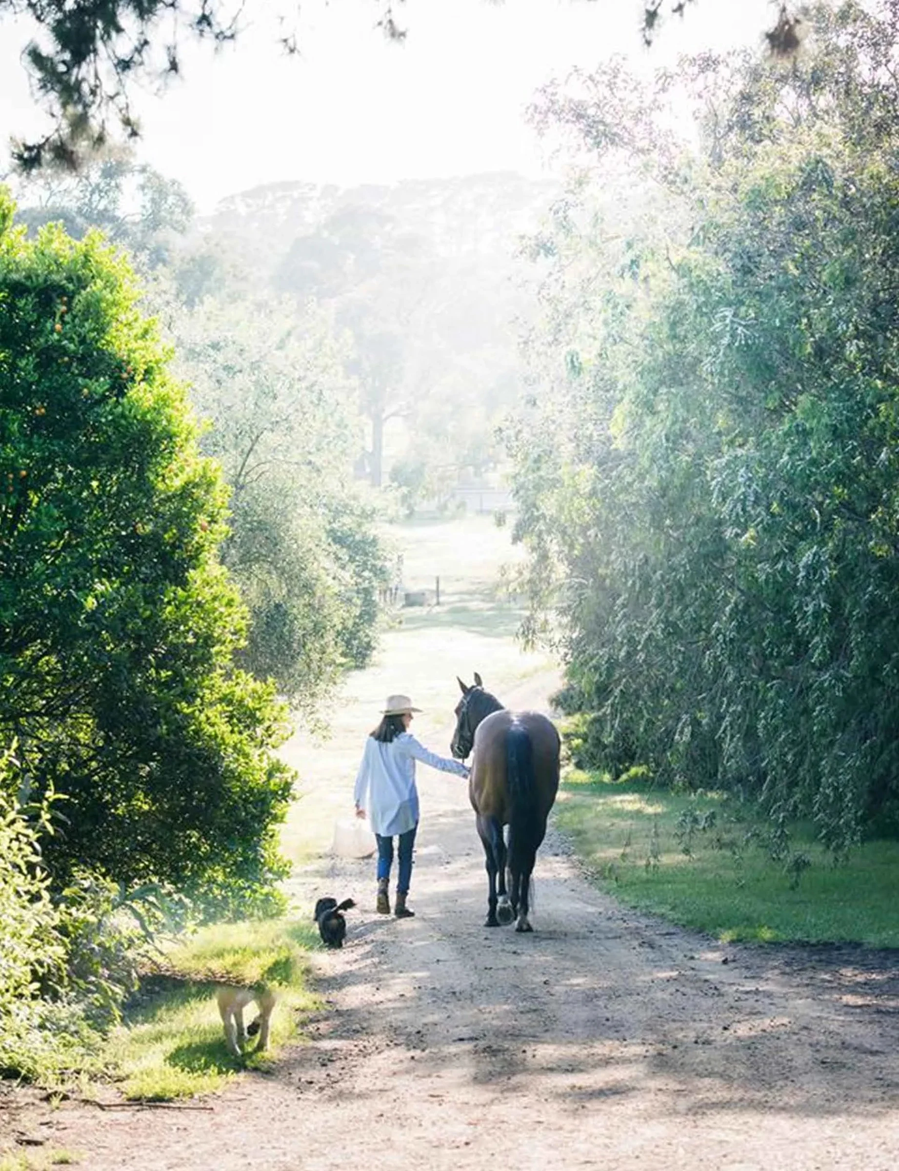 Baillieu Vineyard