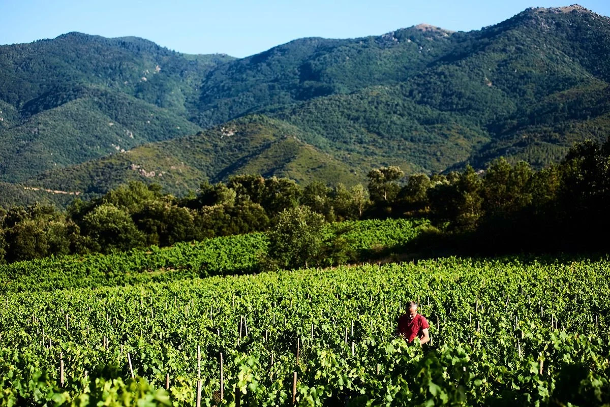 Domaine Les Foulards Rouges