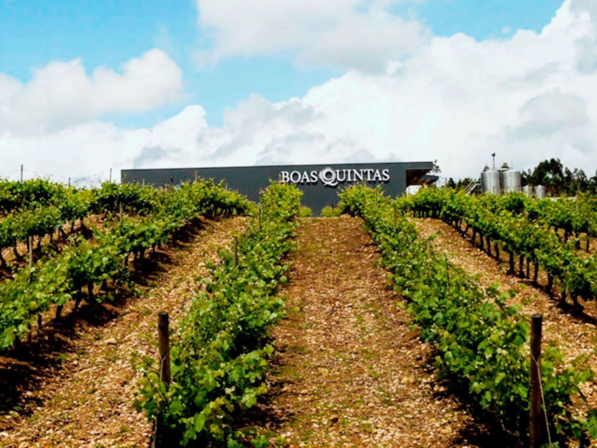 Boas Quintas Sociedade Agricola