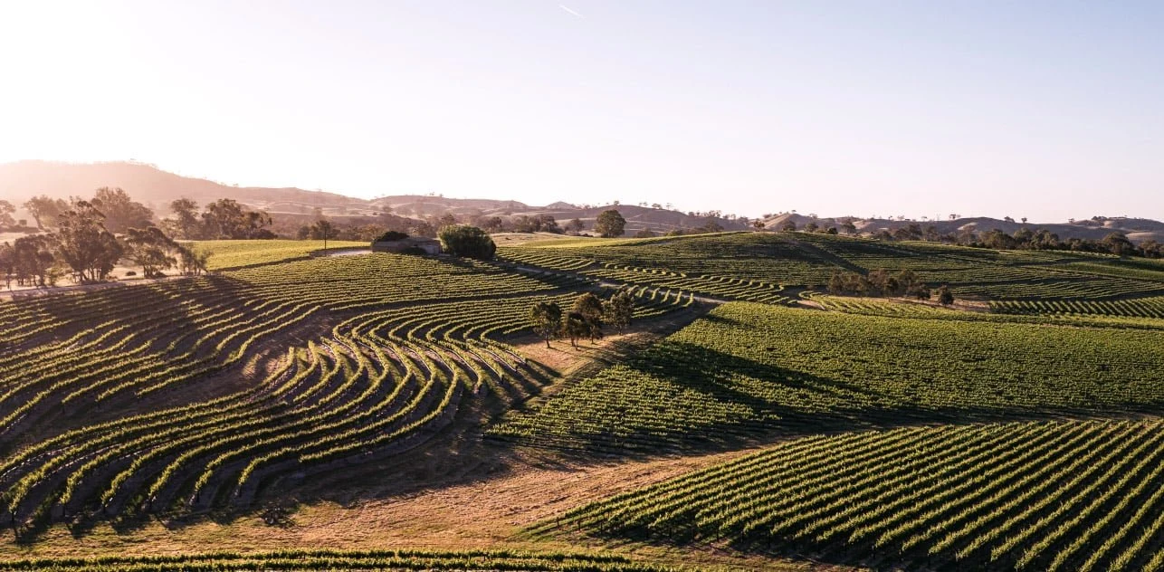 Pewsey Vale Vineyard