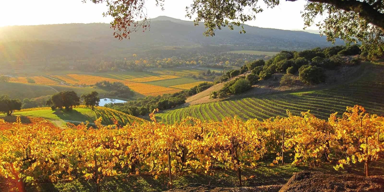 Kunde Family Winery