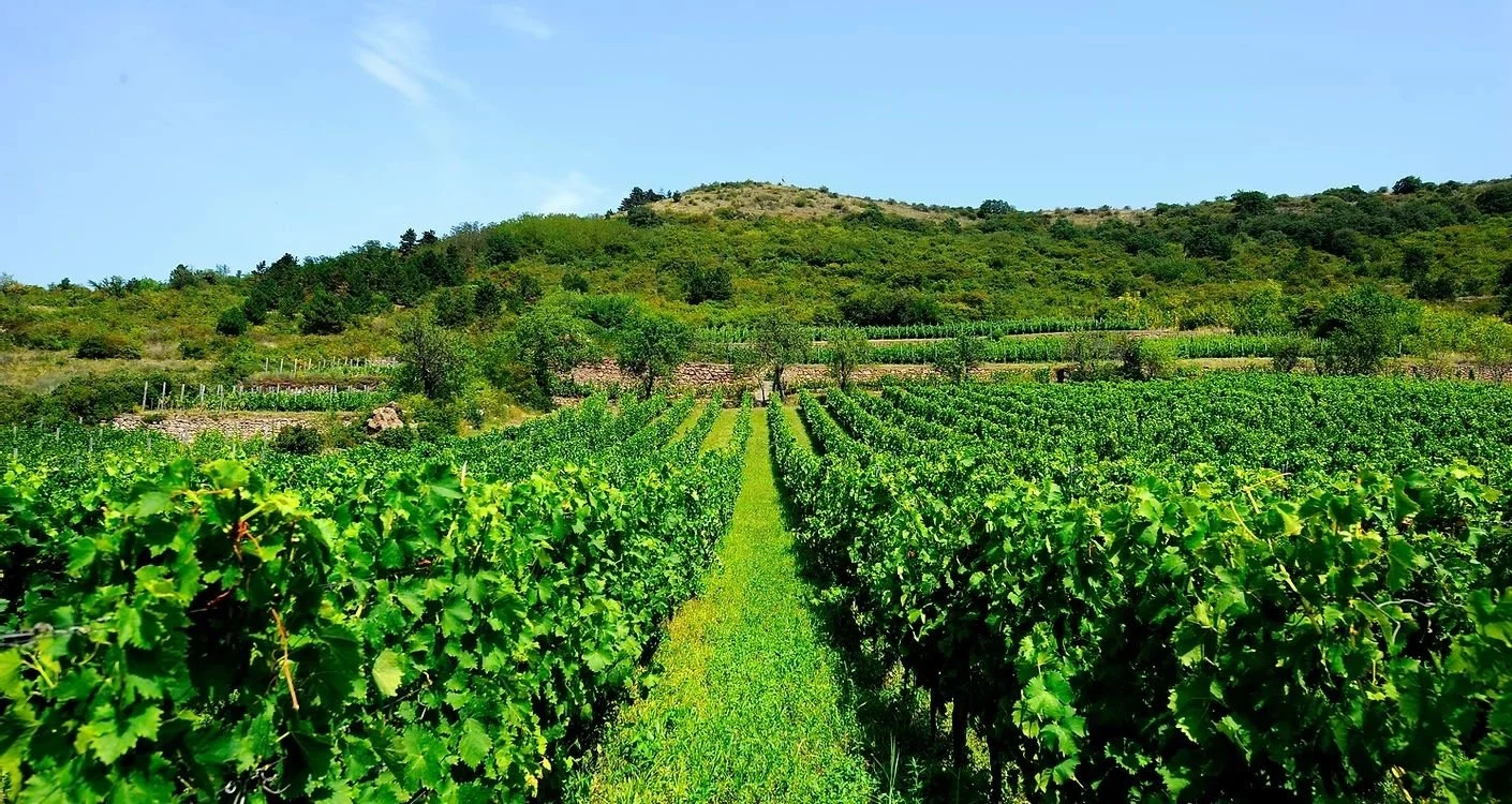 Pendits Winery