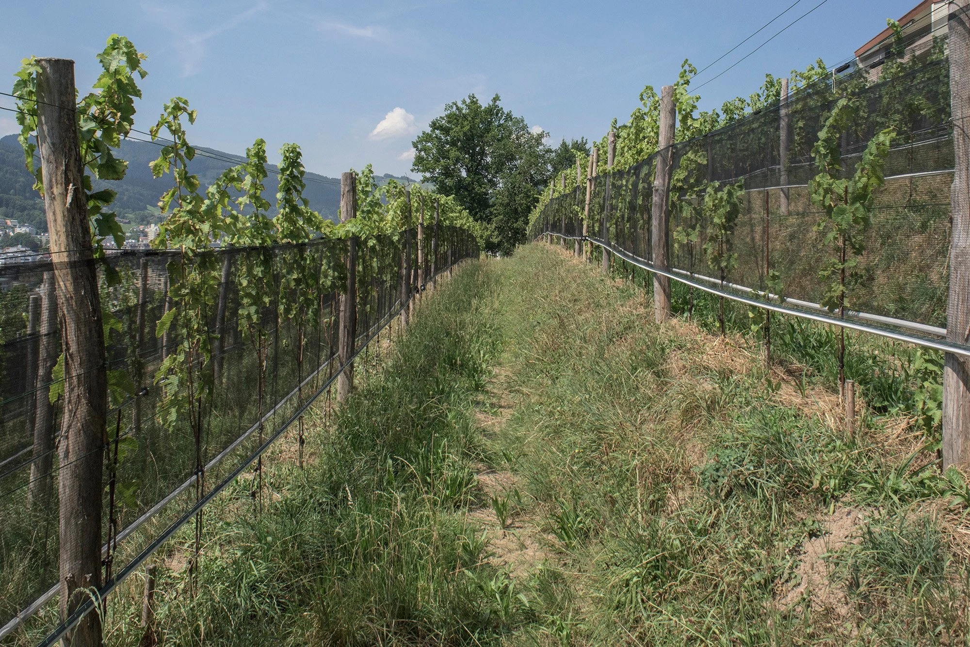 Weingut Sonnenberg Kriens
