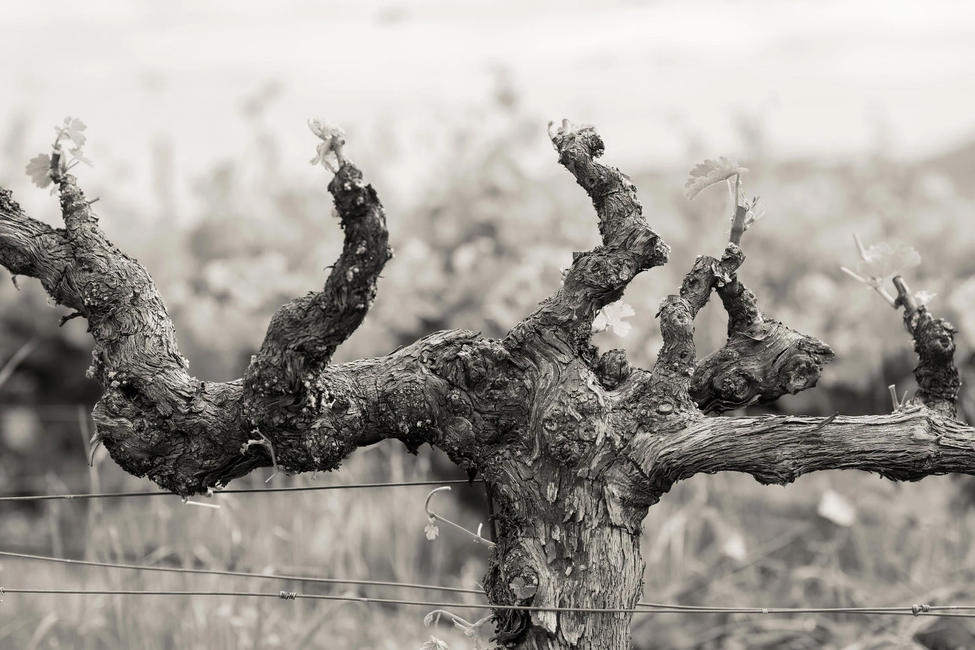 Schrader Cellars