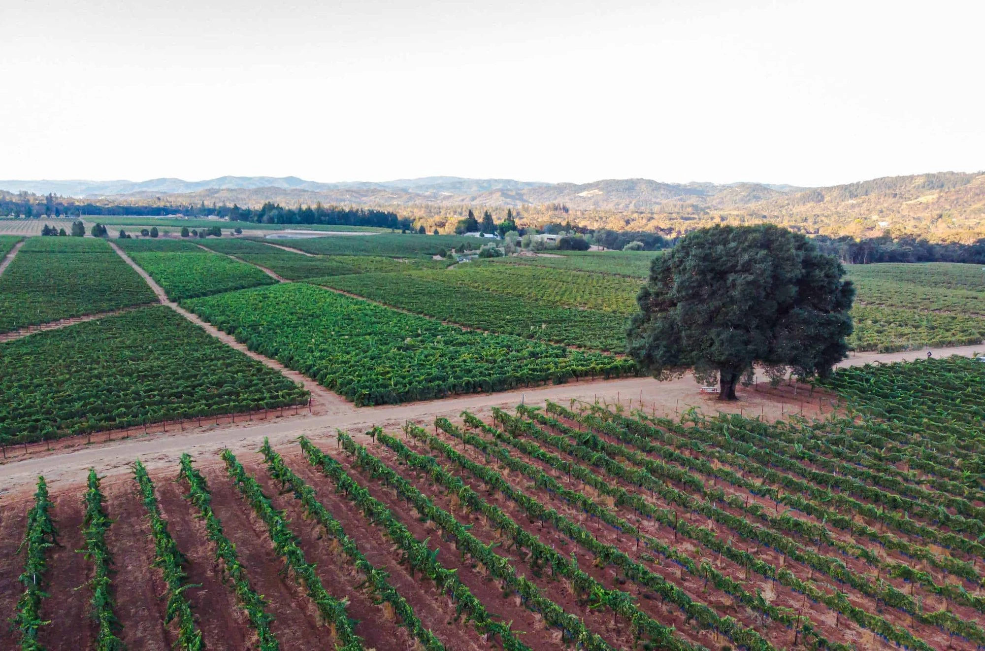 Girasole Vineyards
